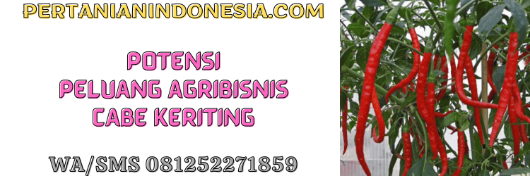 potensi,peluang,agribisnis,cabe keriting,pertanian indonesia